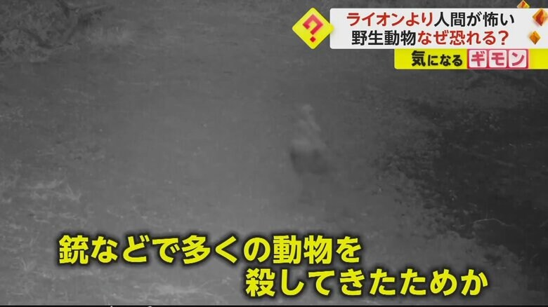 人間は銃などで多くの動物を殺してきたためではないかと、実験担当者は推測
