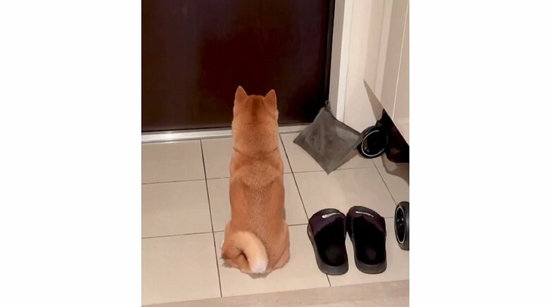 パパさんがコンビニに出かけた後　「クゥーン」と鳴いて帰宅を待っていた