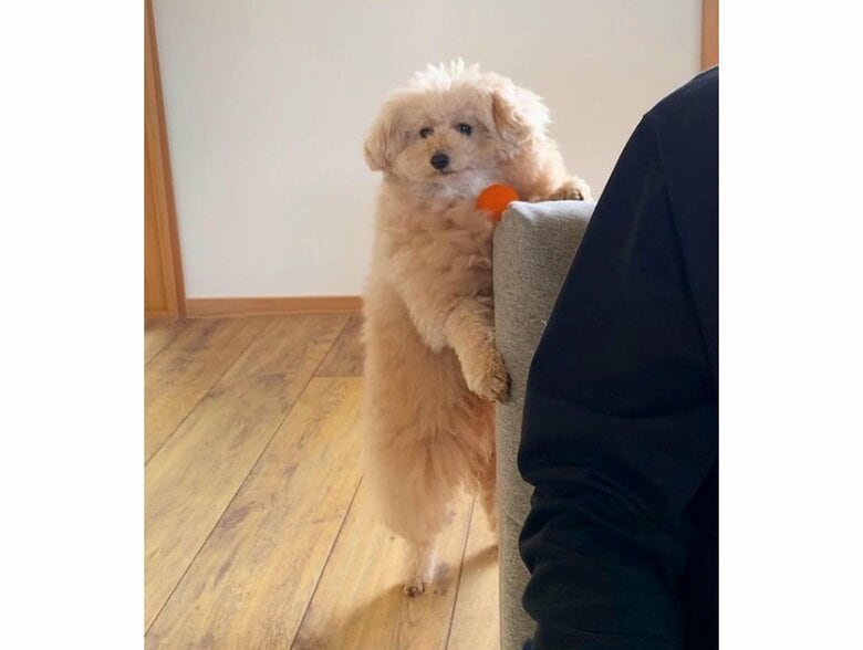 器用にボールをキープして“あーあー”文句言いながら遊ぶのが好きなこあちゃん（提供：＠tsuru_323さん）