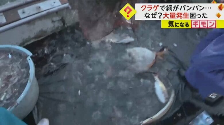 船の上を埋め尽くすほどの大量のクラゲ