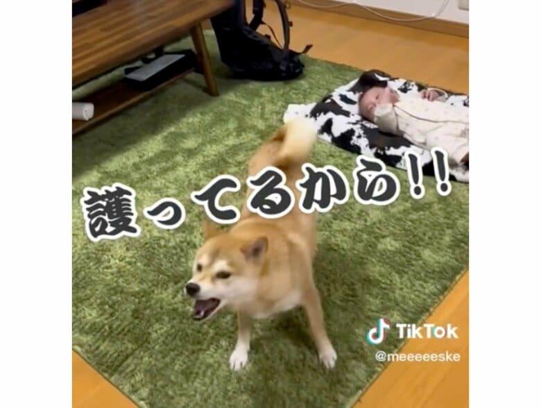 提供：柴犬こちゃんさん