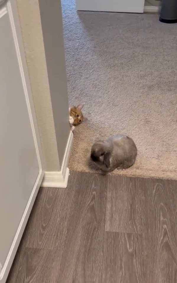 ちょっかいをかけたいアルバートくん（提供：和泉ユタカさん）