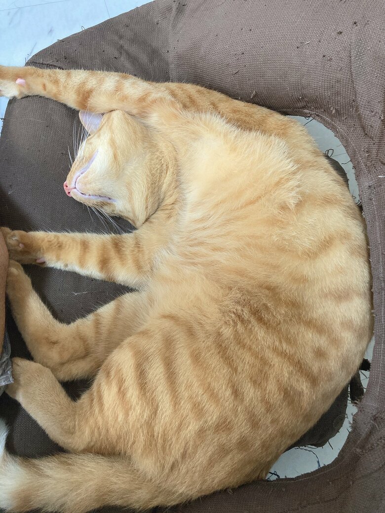 提供：たぬき&とらさん