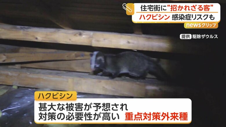 屋根裏で撮影されたハクビシン
