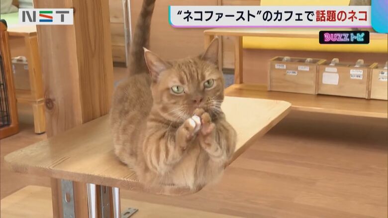 「おねだり」が上手な モカくん