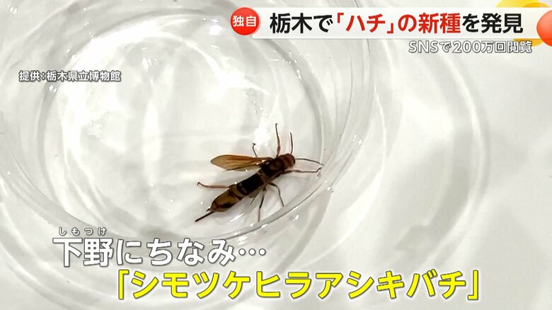 栃木県の旧国名「下野」にちなみ、「シモツケヒラアシキバチ」と名付けられる予定のハチ
