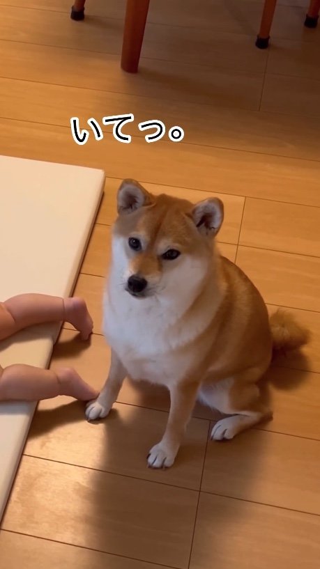 提供：柴犬　むぎさん