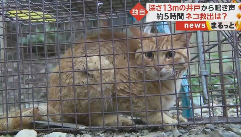 ネコにケガはないとみられるが動物病院で健康状態を確認