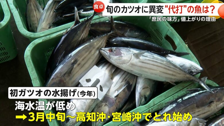 例年より1ヶ月遅れでの水揚げとなった初ガツオ