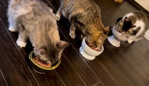 並んでごはんタイム