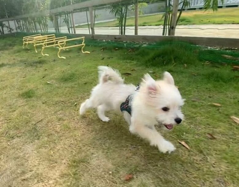 ドッグランで走るおちゃくん