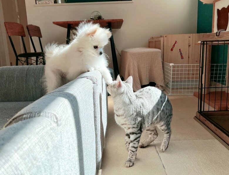 左：こめたくん　右：うにちゃん（提供：ちまき&こめた＆うにさん）