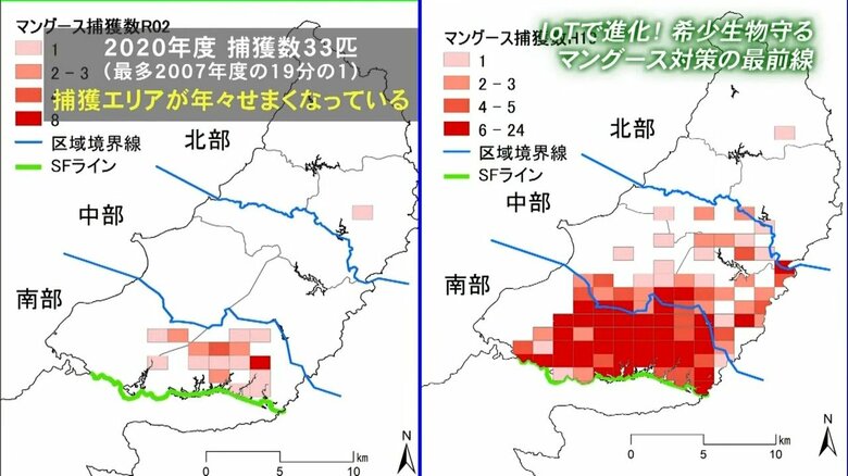 2020年度（左）と 2007年度（右）のマングース捕獲数の比較。数が減り、エリアも狭くなっている