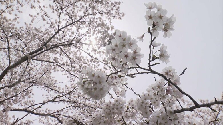 4月10日に見ごろをむかえる