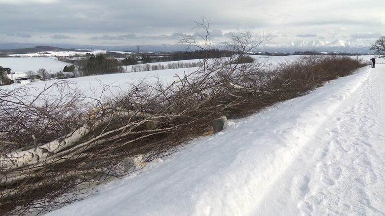 約40本のシラカバが伐採