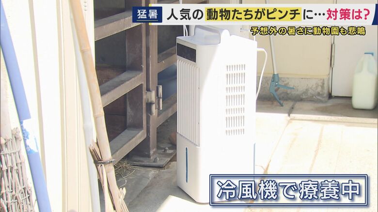 暑さ対策いろいろ