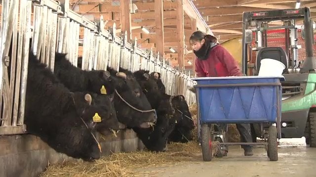 牛の世話をする従業員