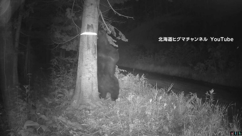オスグマがメスに存在をアピールするための“背こすり”