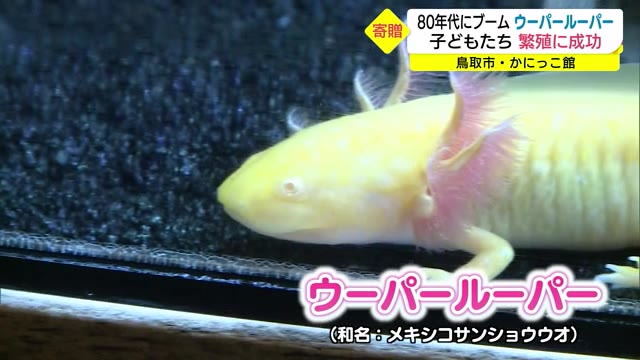 かにっこ館にウーパールーパー仲間入り 児童クラブが寄贈(鳥取市)