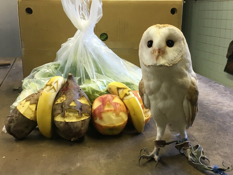 ハロウィンバージョン