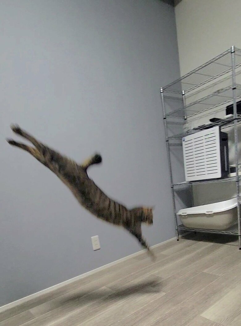 長すぎる（提供：しぴこめさん）