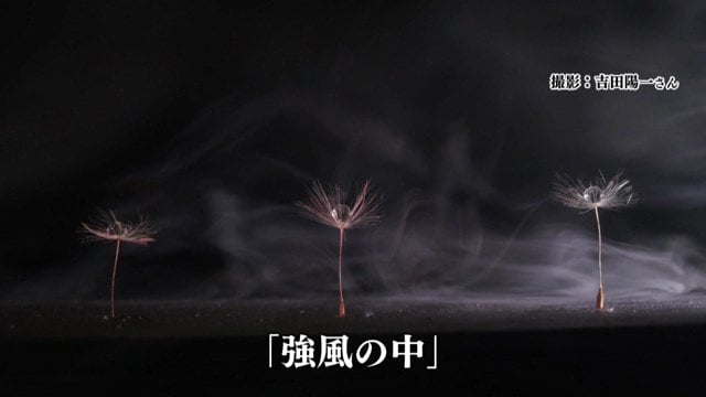 吉田さんの作品「強風の中」