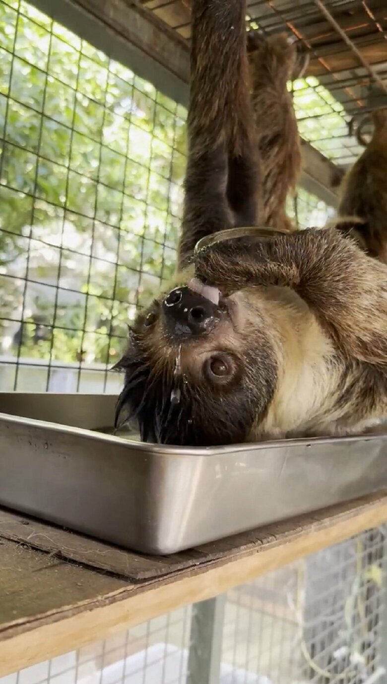 ペロペロ（提供：神戸市立王子動物園）