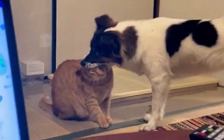 ターコロくんの頭をパクリとするアグちゃん