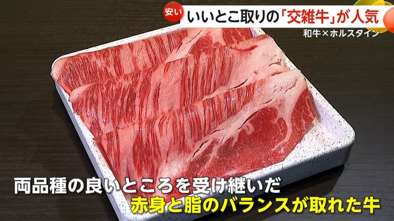 お父さんは和牛、お母さんは国産の乳牛・ホルスタインという掛け合わせで生まれた「交雑牛」