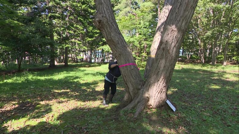 枯れたコナラに印をつける様子