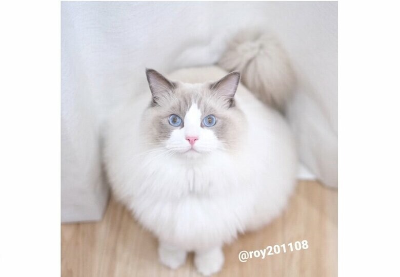 まあるい美猫（提供：ロイくん@roy201108さん）