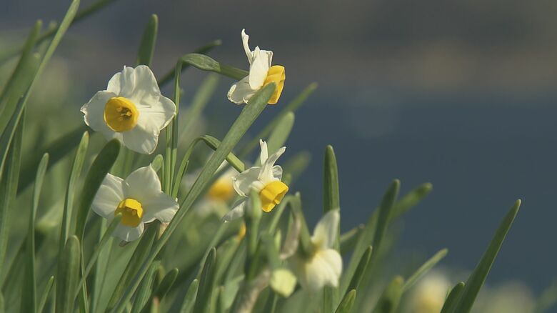 見頃が待ち遠しい