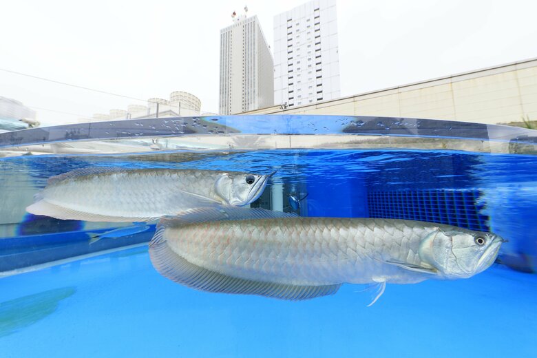 「竜」に似ている生き物たち　「アロワナ」（提供：サンシャイン水族館）