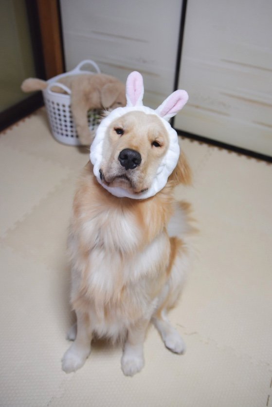 提供：イブ（ゴールデンレトリバー）さん