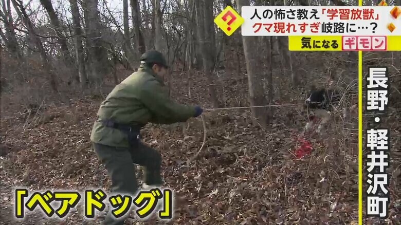 長野県軽井沢町で活動するベアドッグ
