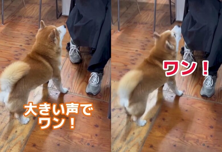 女性スタッフの「大きい声でワン!」に大きい声で「ワン！」（提供：エイトデザイン）