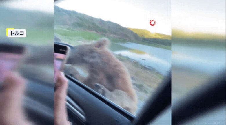 観光客が乗った車のドアをヒグマが開けようとする瞬間（1）