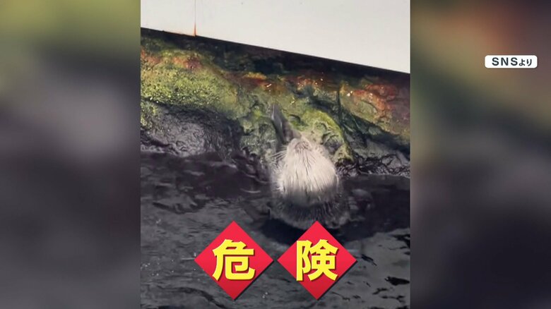 スマホの割れた破片でラッコが危険な状況になっていた可能性も　「物を落としたら、係にすぐおしらせください」