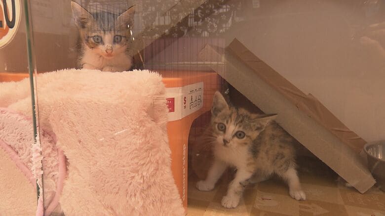 保健所の猫（8月17日の時点で既に44匹）