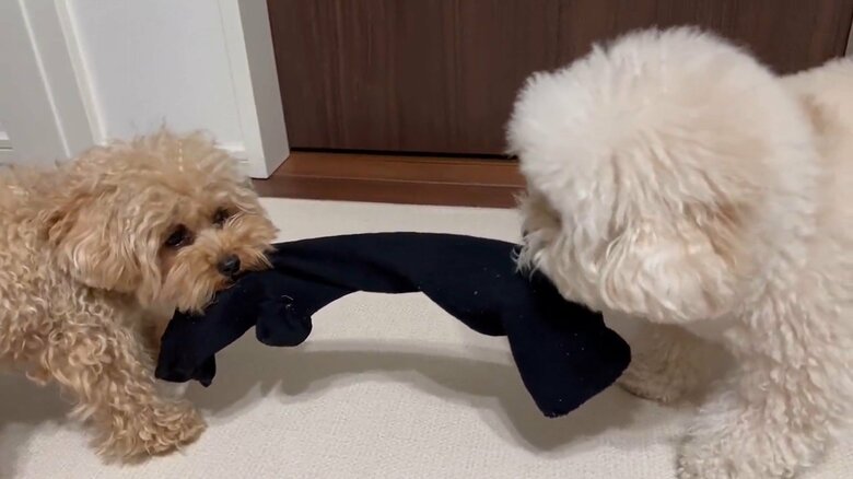 二匹で“くつした争奪戦”をすることも