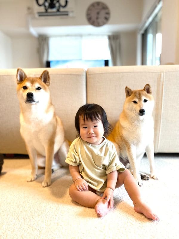 提供：柴犬Mamesuke・Korosuke大阪さん