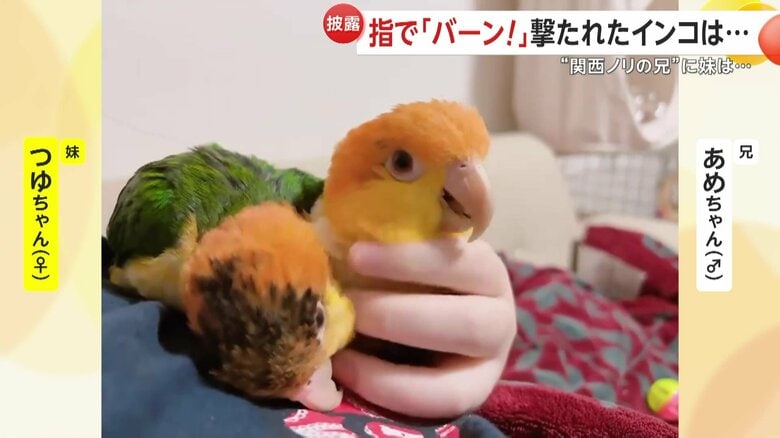 あめちゃんの大切な妹・つゆちゃん