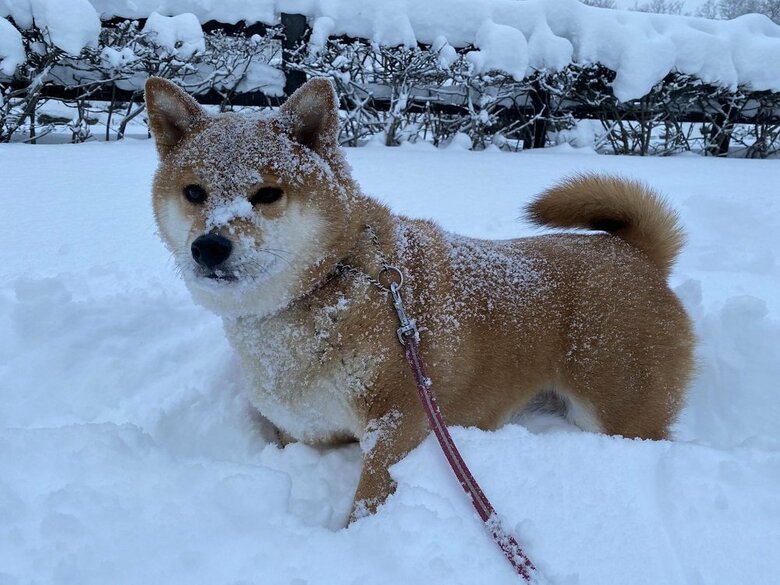 雪を粉砂糖のようにかぶるぽちちゃん