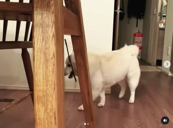 提供：ラッキーさん