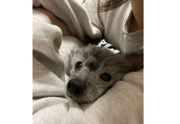 飼い主さんにぴったりくっついてリラックス中のふじと君