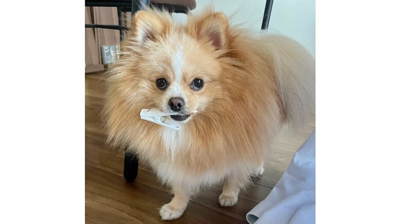 洗濯ばさみをくわえてイタズラ中の様子