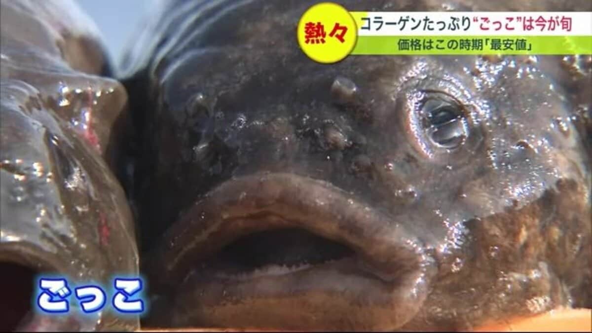 コラーゲンたっぷりで“ぷるっぷる” 今が旬で最安値!! “布袋さま似”の魚「ごっこ汁」調理の秘訣【北海道発】｜FNNプライムオンライン