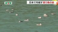 五島列島に冬を越す渡り鳥の姿　ユーラシア大陸北部から長い旅を終えダム湖で300羽以上が休息　