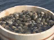 愛知のアサリ漁師「風評被害が心配」　熊本で“産地偽装”の疑い…市場の取扱量8割減の異常事態に