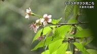 天草市河浦町ではヒマラヤザクラが見頃【熊本】